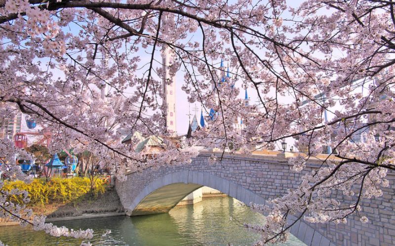 Ngắm hoa anh đào tại hồ Seokchon. Ngắm hoa anh đào tại hồ Seokchon