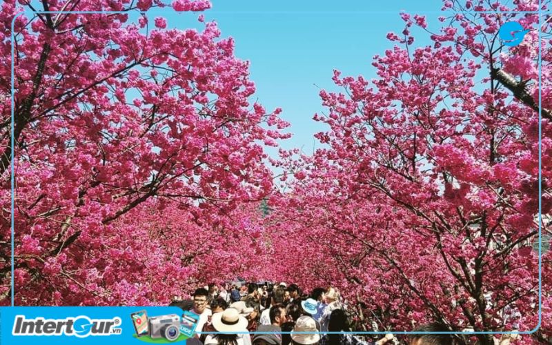 Hoa anh đào ở đồn cảnh sát Tai-an. Hoa anh đào ở đồn cảnh sát Tai-an.