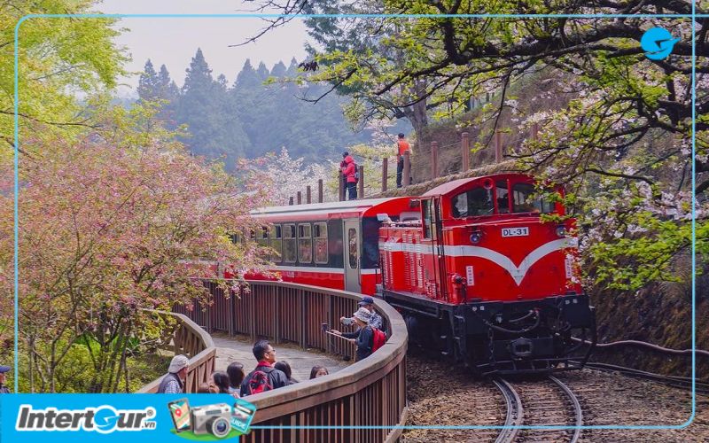 Tàu hỏa chạy ngang qua rừng hoa anh đào ở Alishan. Tàu hỏa chạy ngang qua rừng hoa anh đào ở Alishan.