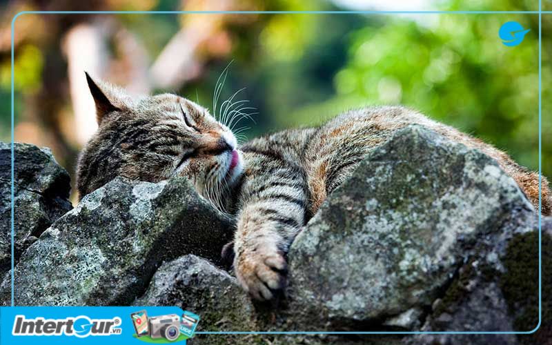 Làng cổ Houdong hiện là nơi trú ngụ của hơn 150 chú mèo hoang. Làng cổ Houdong