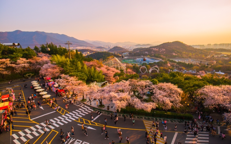 Khung cảnh hoa anh đào nở rộ tại Công viên Duryu ở Daegu, Hàn Quốc. Khung cảnh hoa anh đào nở rộ tại Công viên Duryu ở Daegu, Hàn Quốc