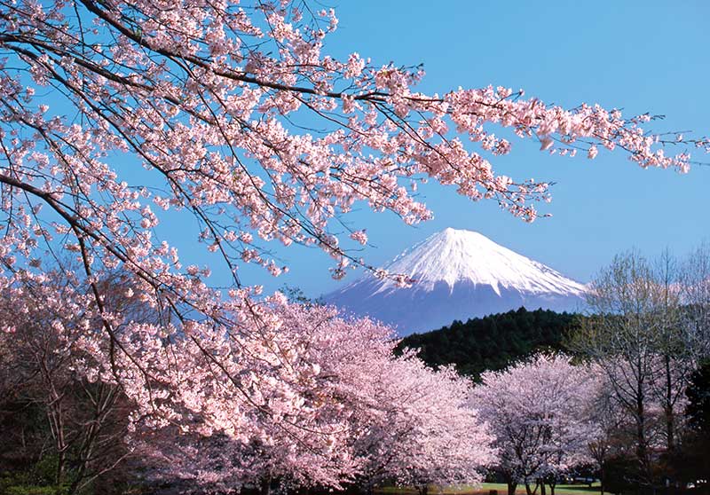 Cảnh đẹp Núi Phú Sĩ mùa Xuân qua những nhánh hoa anh đào