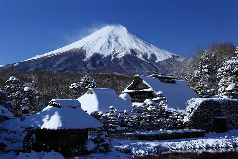Mùa đông, cây cối trên núi Phú Sĩ chìm vào giấc ngủ
