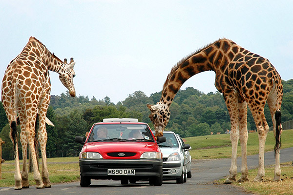 Công viên Safari World. Công viên Safari World