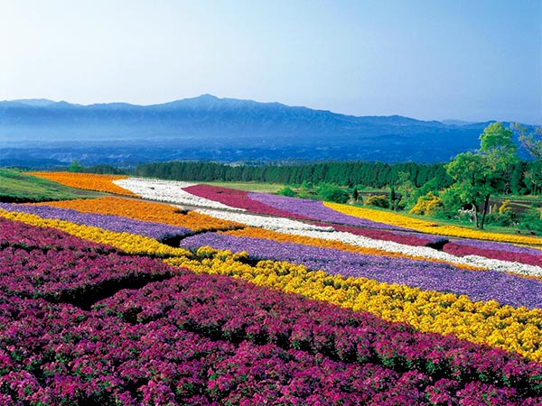 Công viên hoa Kuju ở đảo Kyushu
