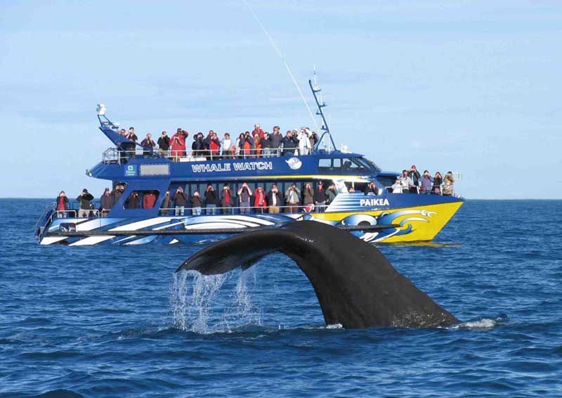5f1cea53-8a54-4d82-bc21-571a40f7f79b-1 du-lich-new-zealand-mua-nao-dep