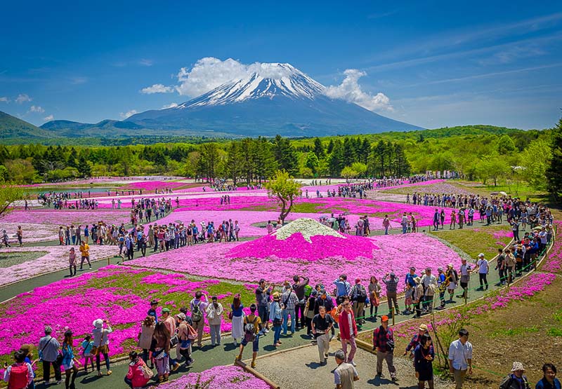 Thông tin lễ hội hoa chi anh Nhật Bản vào tháng 4 - Intertour
