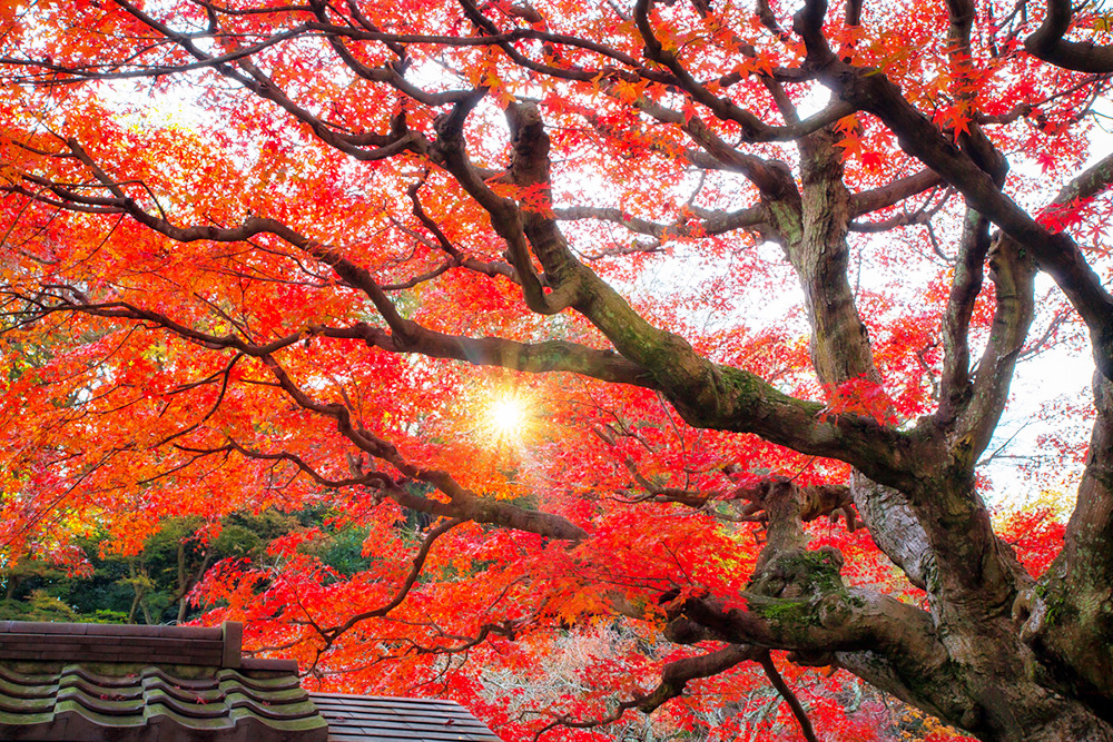 Hòa mình cùng thiên nhiên tại Kamakura (tỉnh Kanagawa)