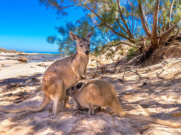 10 loài động vật mà bạn chỉ có thể tìm thấy ở Úc