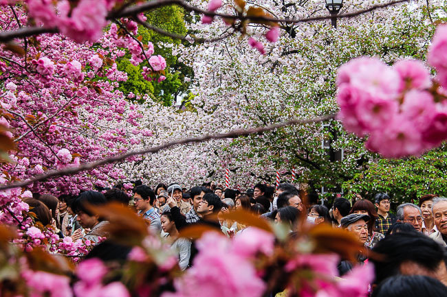 du lịch Nhật Bản ngắm hoa anh Đào