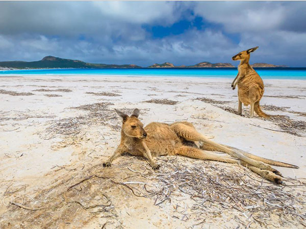 10 loài động vật mà bạn chỉ có thể tìm thấy ở Úc