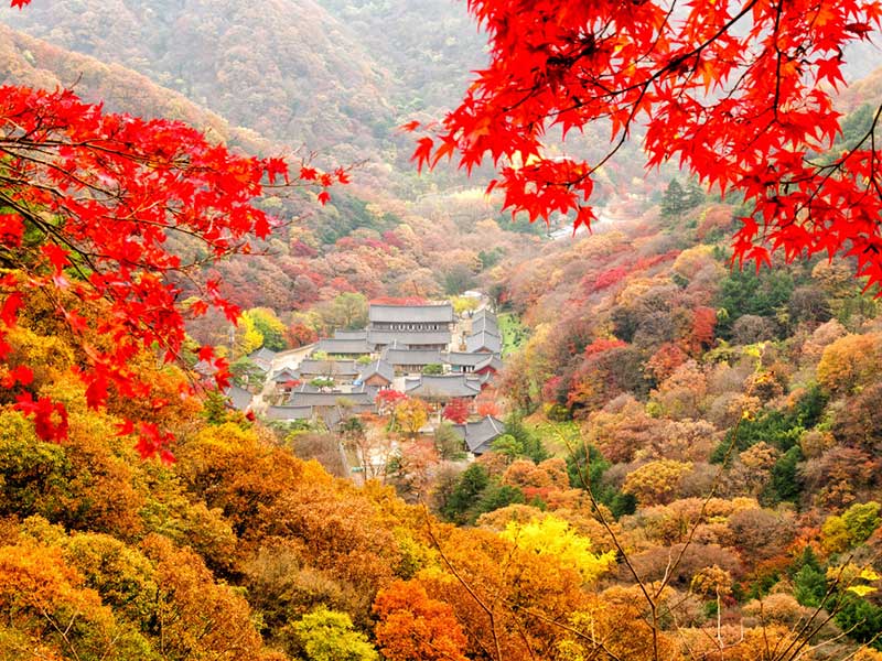 Chinh phục những sắc màu mùa thu Hàn Quốc - Intertour
