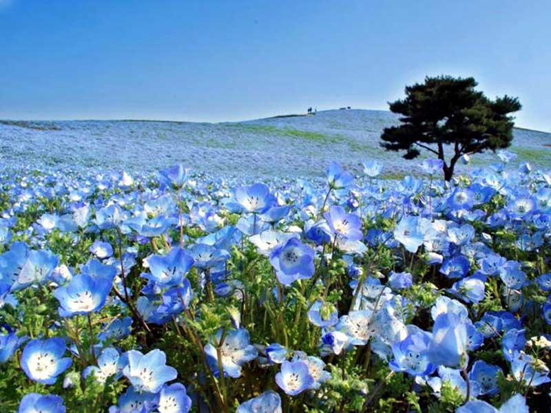 ngọn đồi hoa Nemophila đẹp như mơ ở công viên Hitachi