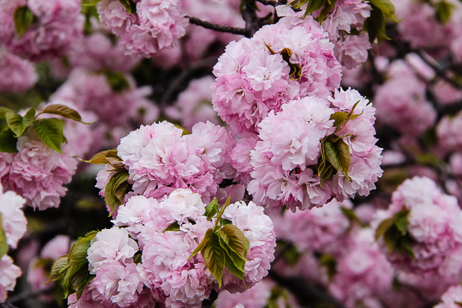 du lịch Nhật Bản ngắm hoa anh Đào