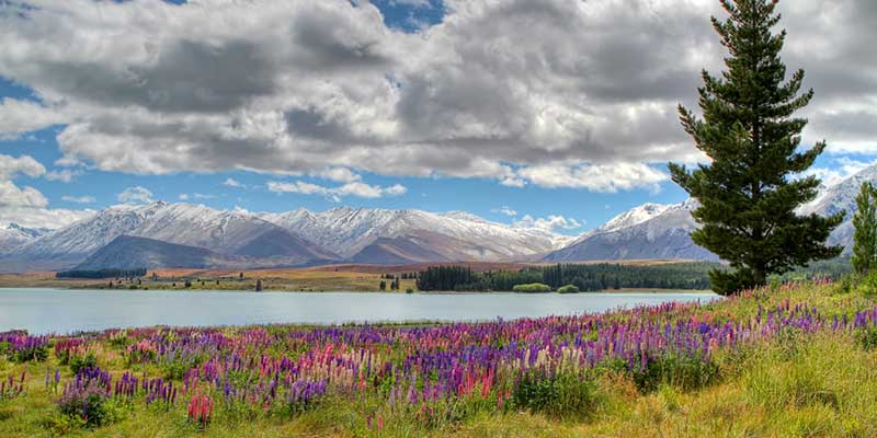 f0bd3073-6356-493c-8430-e7c7e4f0032a-1 ve-dep-bon-mua-o-new-zealand
