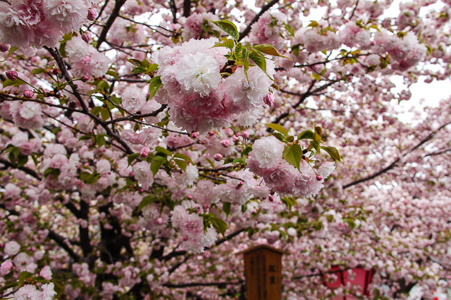 du lịch Nhật Bản ngắm hoa Anh Đào