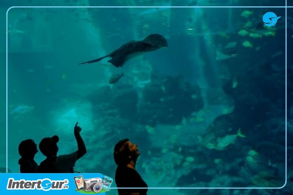 Khu đại dương nhân tạo S.E.A Aquarium lớn và đẹp nhất Châu Á