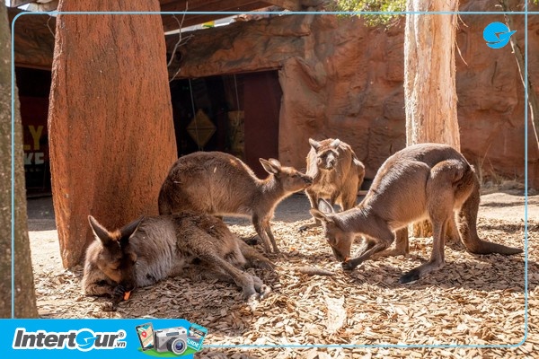 Sydney Wildlife Zoo, nơi bảo tồn những loại động vật quý hiếm hoang dã của Australia