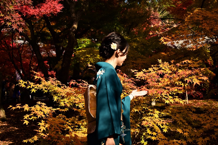 Thiếu nữ bên cây lá đỏ trong mùa thu Nhật Bản