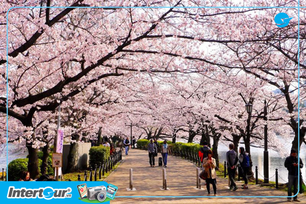 Du lịch Nhật Bản cung đường vàng ngắm hoa anh đào