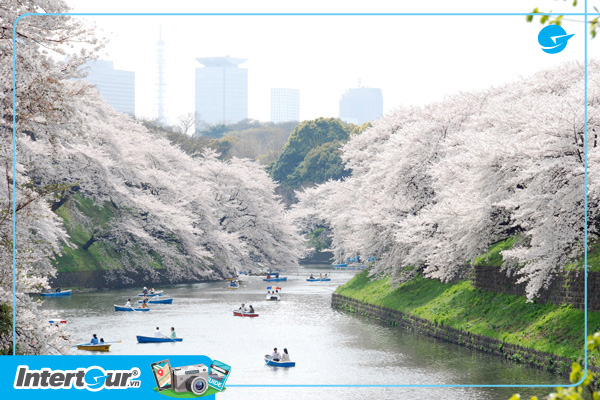 Công viên Ueno - Tour du lịch Nhật Bản mùa hoa anh đào