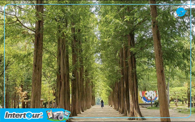 Đảo Nami-con đường rợp những bóng cây đều tăm tắp tuyệt đẹp