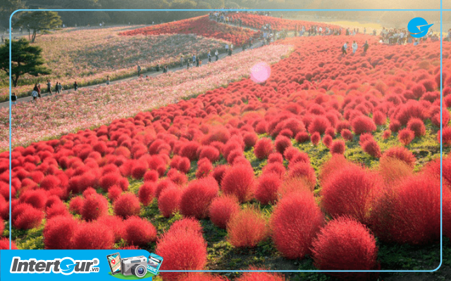 Nhìn từng cây hoa Kochia như trái “chôm chôm chín đỏ” mọc lổn nhổn trên ngọn đồi
