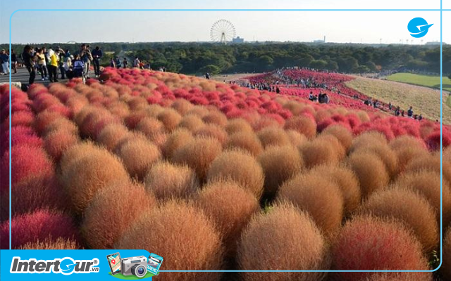 Cũng là cánh đồng cỏ Kochia nhưng ở một thời điểm khác