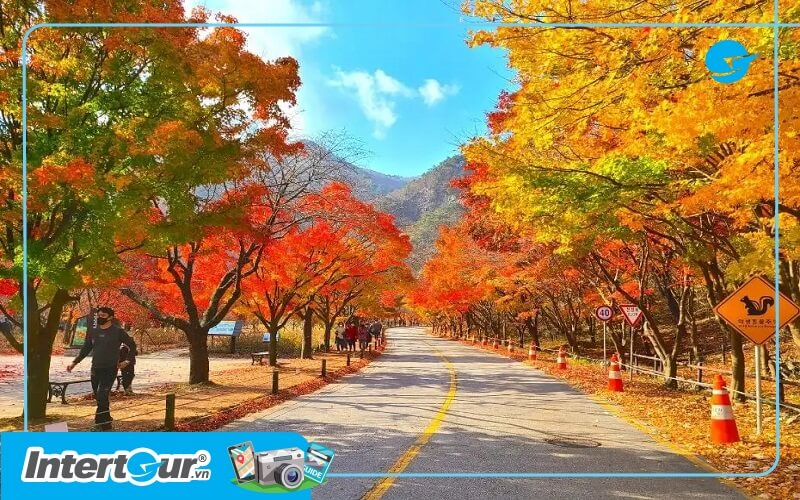 Lịch dự báo mùa lá đỏ Hàn Quốc