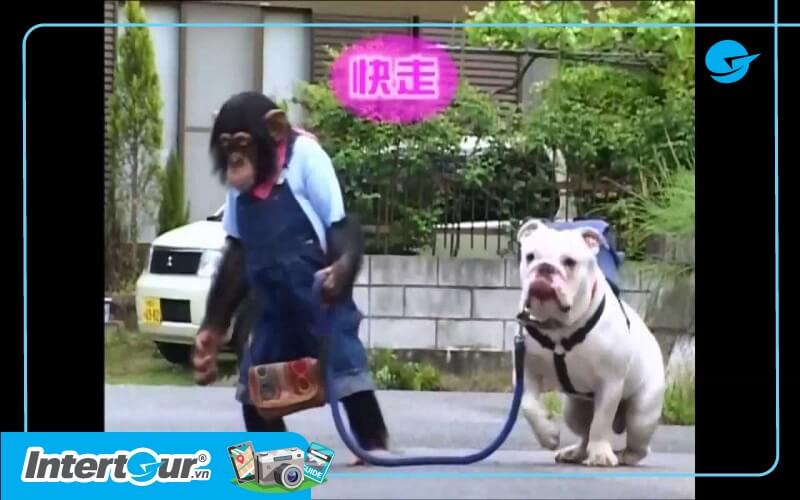 chó và khỉ thông minh ở Nhật Bản