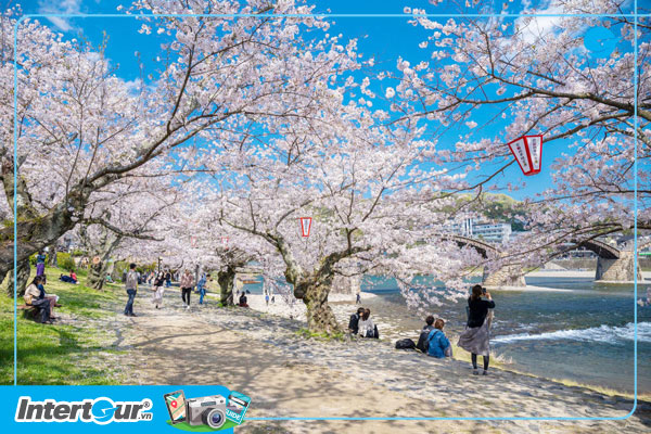 Hoa anh đào trên đảo Sakura. Hoa anh đào trên đảo Sakura