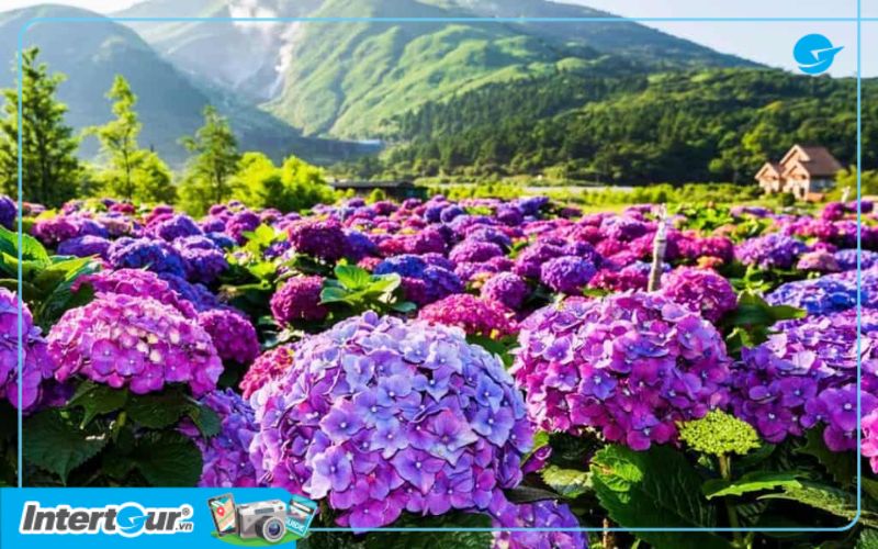 Cánh đồng hoa ở công viên Dương Minh Sơn. Cánh đồng hoa ở công viên Dương Minh Sơn.