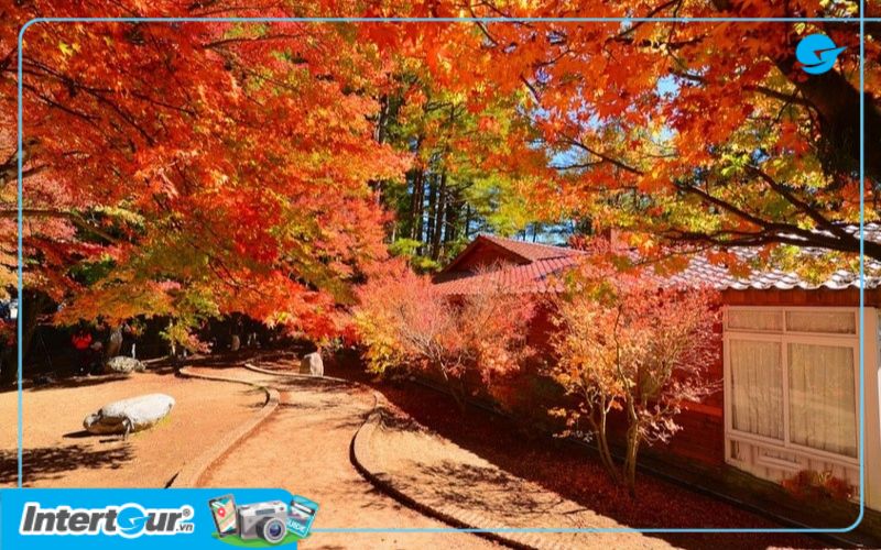 Cảnh sắc mùa thu lá đỏ Đài Loan ở đền Xizhi Beaconsfield. Đền Xizhi Beaconsfield