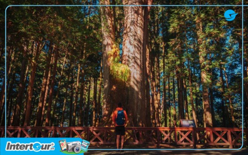 Hình ảnh cây đại thụ ở núi Alishan. Cây đại thu ở núi Alishan