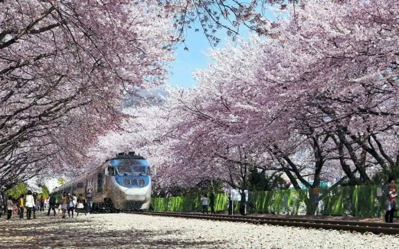 Lễ hội hoa anh đào tại Jinhae