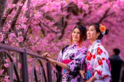 Tour Nhật Bản Tết 2026: Tokyo – Trượt tuyết Fujiten – Kyoto – Osaka