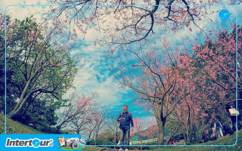Yangmingshan sẽ ngập trong sắc hồng vào mùa hoa anh đào nở. Yangmingshan và hoa anh đào