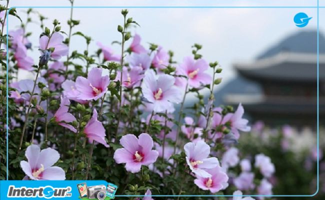 nguồn gốc của hoa mugunghwa
