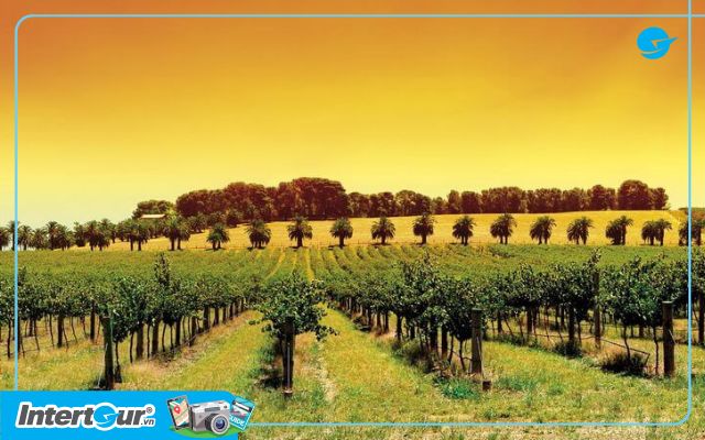 Đừng bỏ lỡ thung - Thung lũng Barossa