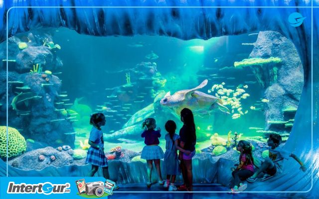 Khám phá kỳ quan đại - Thủy cung Sea Life Sydney Aquarium