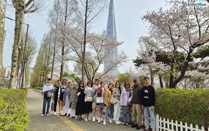 tour hàn quốc mùa hoa anh đào trọn gói