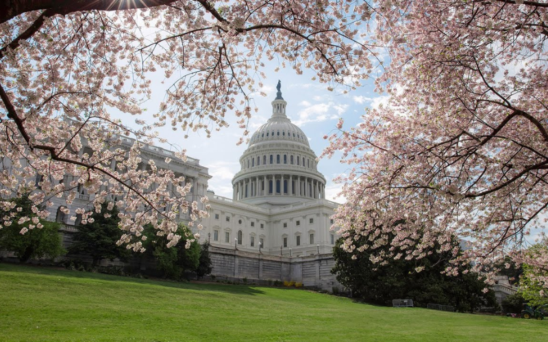 Điện Capitol trong sắc hoa anh đào. Điện Capitol trong sắc hoa anh đào