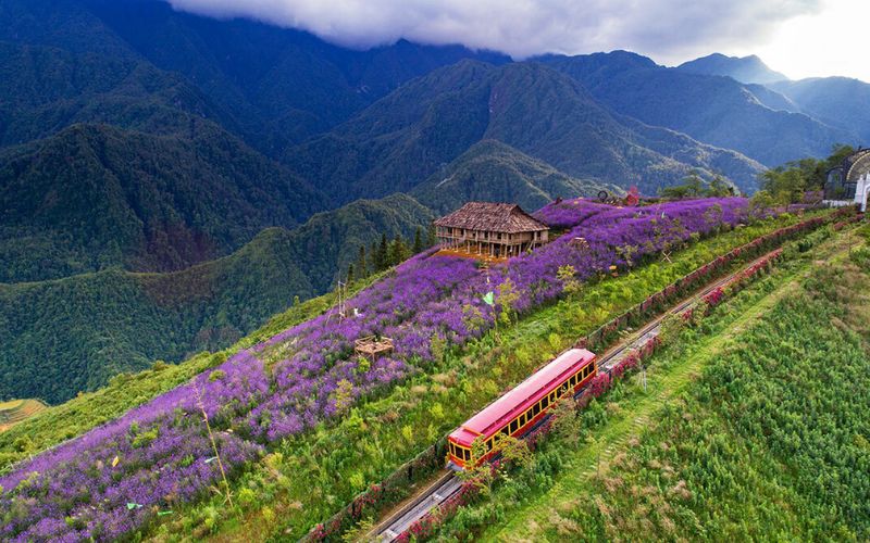 Thung lũng Mường Hoa sẽ đầy sắc màu vào mùa hoa nở. Thung lũng Mường Hoa