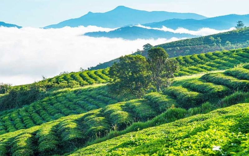Đồi Chè Cầu Đất. Đồi Chè Cầu Đất