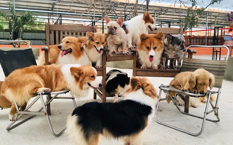 Nông Trại Cún - Puppy Farm. Nông Trại Cún - Puppy Farm