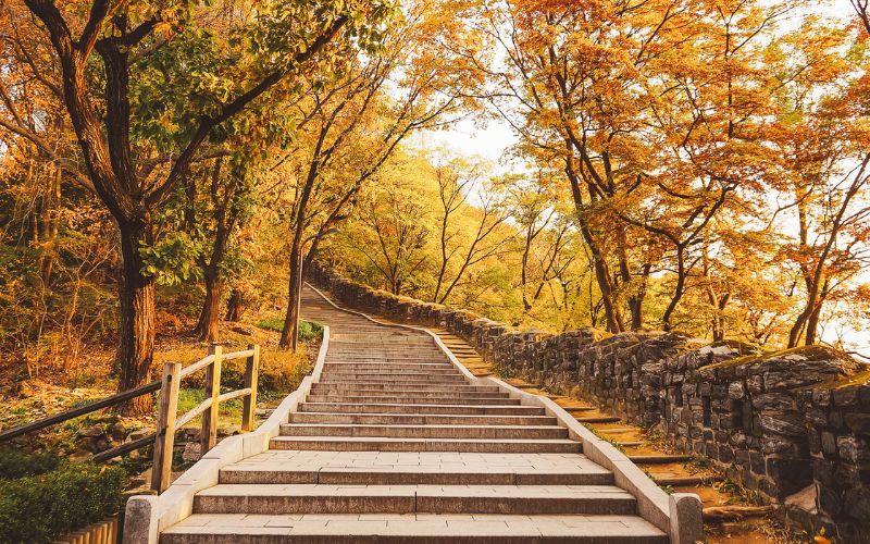 Một đoạn bậc thang lá vàng rơi tuyệt đẹp tại Seoul forest. Seoul forest
