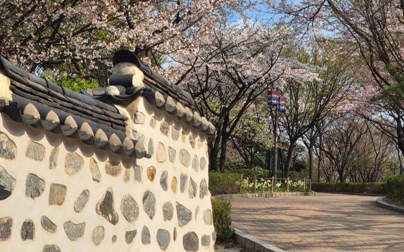 Con đường đầy hoa anh đào ở Namsangol Hanok. Con đường đầy hoa anh đào ở Namsangol Hanok