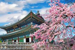 Tour Hàn Quốc hoa anh đào