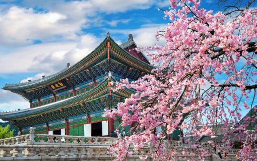 Tour Hàn Quốc hoa anh đào