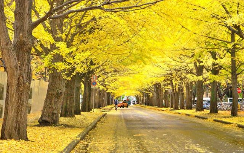 Hàng cây bạch quả vào mùa thu ỏ Đại học Hokkaido. Đại học Hokkaido